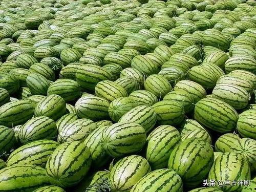 国内免费最大的吃瓜网站,最大吃瓜网站深度解析 第1张 国内免费最大的吃瓜网站,最大吃瓜网站深度解析 第1张